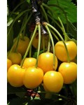 Черешня домашня Драгана жовта (середня) | Черешня домашняя Драгана желтая (средняя) | Prunus avium Drogana